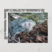 フェレット2 ポストカード (正面/裏面)