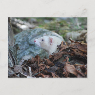 フェレット2 ポストカード