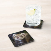 フェレット コースター (右側)