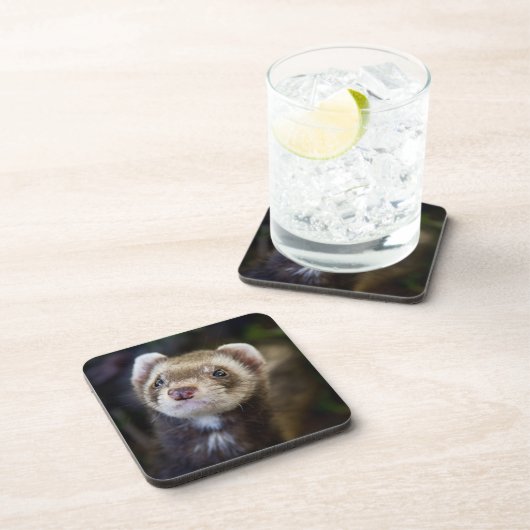 フェレット コースター (右側)