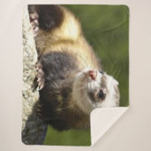 フェレット シェルパブランケット (正面)