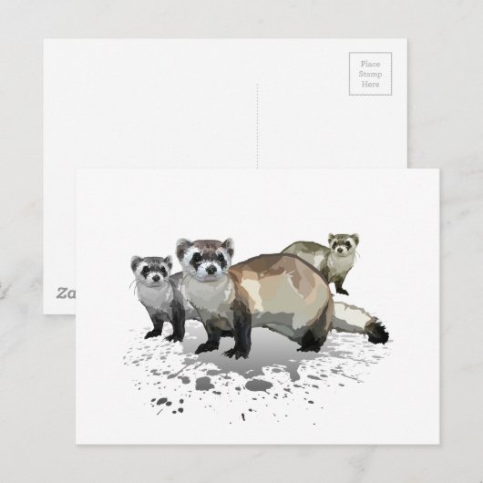 フェレット ポストカード (正面/裏面)