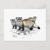 フェレット ポストカード (正面)