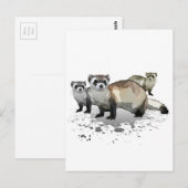 フェレット ポストカード (正面/裏面)