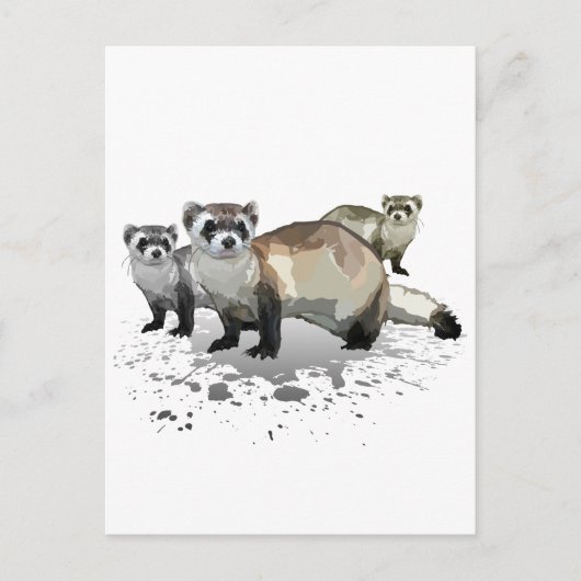 フェレット ポストカード (正面)