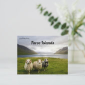 フェロー諸島の羊 ポストカード (スタンド正面)