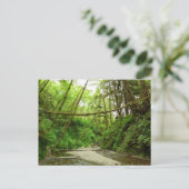 フェンキャニオン I at レッドウッド国立公園 ポストカード (スタンド正面)