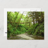 フェンキャニオン I at レッドウッド国立公園 ポストカード (正面/裏面)