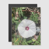 フェンシネアラモつる植物磁石 (正面/裏面)