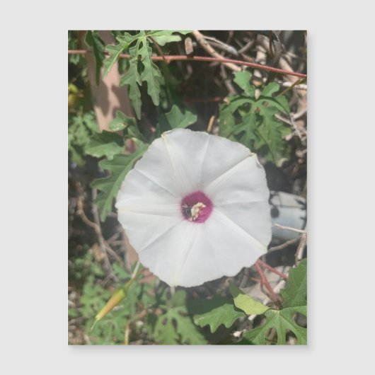 フェンシネアラモつる植物磁石 (正面)