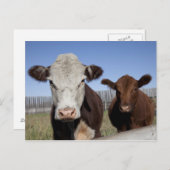 フェンスで囲まれた地域の牛 ポストカード (正面/裏面)