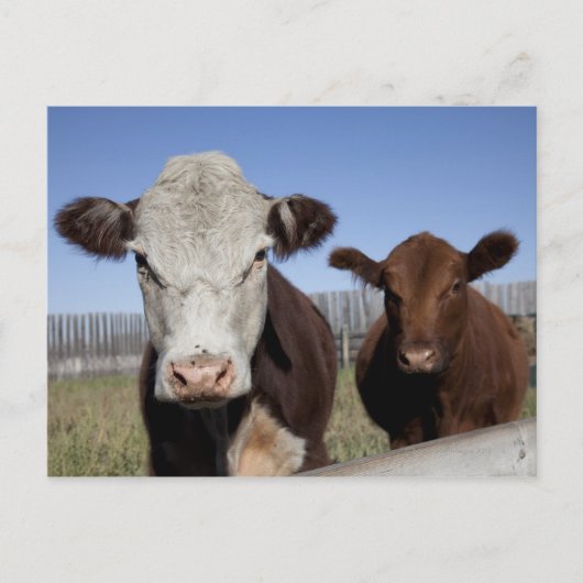フェンスで囲まれた地域の牛 ポストカード (正面)