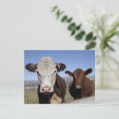 フェンスで囲まれた地域の牛 ポストカード (スタンド正面)