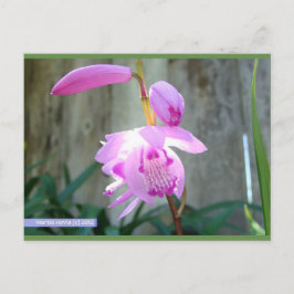 フェンスに向かってピンク色 | ブルービーチソング™はがき ポストカード