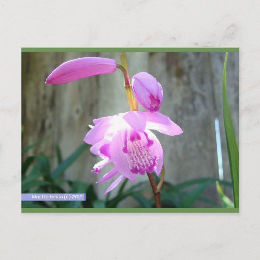 フェンスに向かってピンク色 | ブルービーチソング™はがき ポストカード (正面)