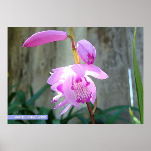 フェンスに向かってピンク色 ポスター (正面)