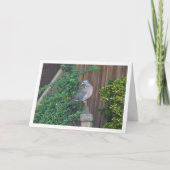 フェンスに止まるアカケヤキドリ カード (正面)