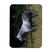 フェンスのそばに立つサラブレッド馬 マグネット (縦)