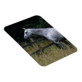 フェンスのそばに立つサラブレッド馬 マグネット (右側)