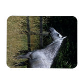 フェンスのそばに立つサラブレッド馬 マグネット (横)