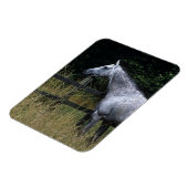 フェンスのそばに立つサラブレッド馬 マグネット (左側)