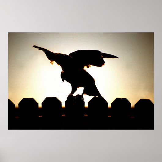 フェンスの上で鷹を撃つ ポスター (正面)