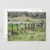 フェンスの上に座っている渓谷 ポストカード (正面/裏面)