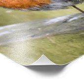 フェンスの上に止まったロビン フォトプリント            (角)