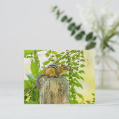 フェンスの上のチムンク ポストカード (スタンド正面)