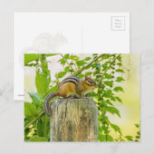 フェンスの上のチムンク ポストカード (正面/裏面)