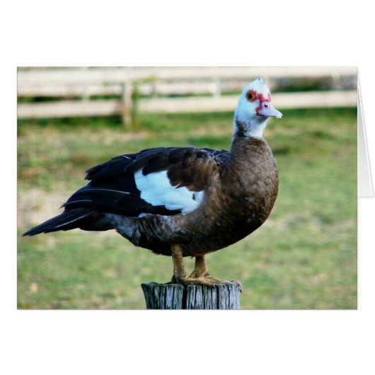 フェンスの上のリンゴ (正面横)