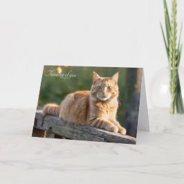 フェンスの上の生姜素朴猫 カード