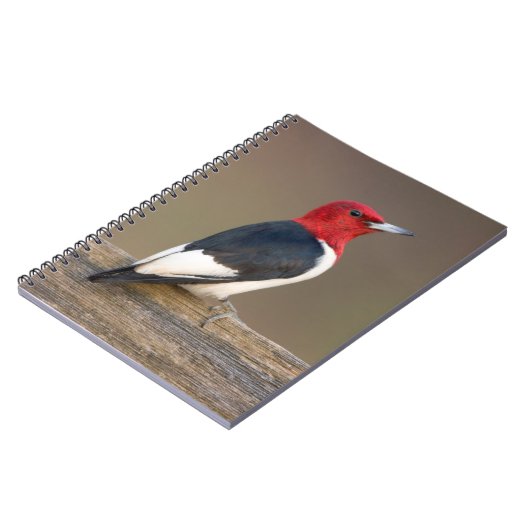 フェンスの上の赤毛頭のキツツキ ノートブック (左側)