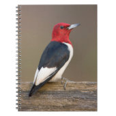 フェンスの上の赤毛頭のキツツキ ノートブック (正面)
