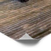 フェンスの上の赤毛頭のキツツキ ポスター (角)