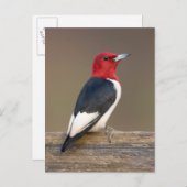 フェンスの上の赤毛頭のキツツキ ポストカード (正面/裏面)