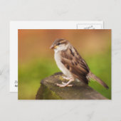 フェンスの上の雀 ポストカード (正面/裏面)