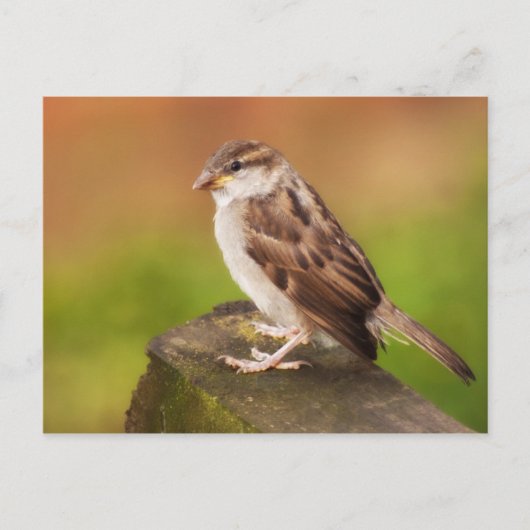 フェンスの上の雀 ポストカード (正面)