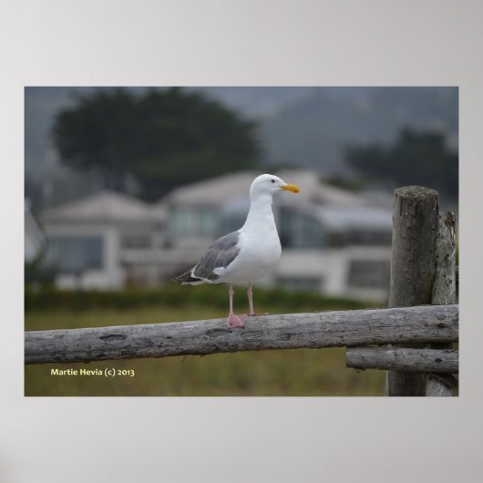 フェンスの上 ポスター (正面)