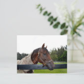 フェンスの側面を覆う馬 ポストカード (スタンド正面)