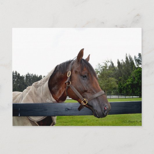 フェンスの側面を覆う馬 ポストカード (正面)