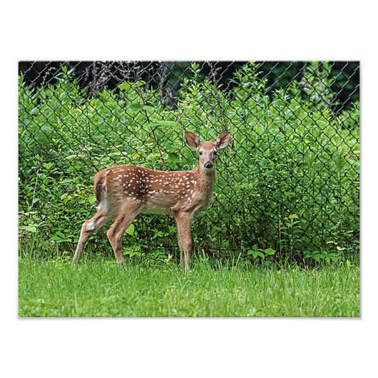 フェンスの前で顔を出す フォトプリント (正面)