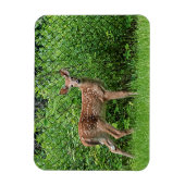 フェンスの前で顔を出す マグネット (縦)