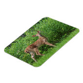 フェンスの前で顔を出す マグネット (左側)