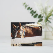 フェンスの後ろでアミッシュ馬 ポストカード (スタンド正面)