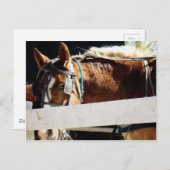 フェンスの後ろでアミッシュ馬 ポストカード (正面/裏面)