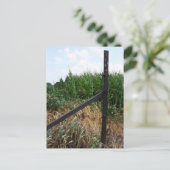 フェンスの後ろにあるトウモロコシ畑 ポストカード (スタンド正面)