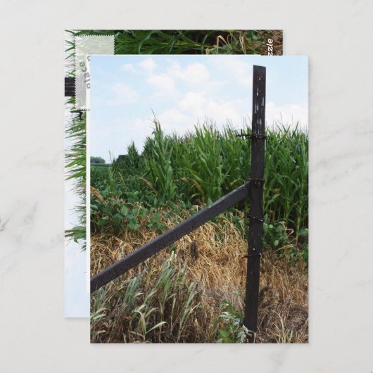 フェンスの後ろにあるトウモロコシ畑 ポストカード (正面/裏面)