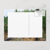 フェンスの後ろにあるトウモロコシ畑 ポストカード (裏面)