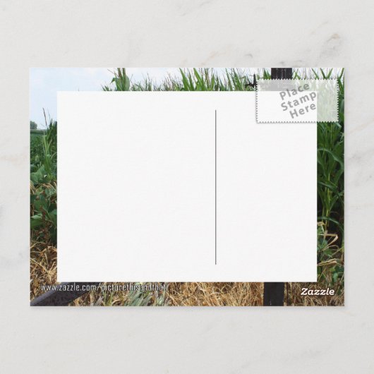 フェンスの後ろにあるトウモロコシ畑 ポストカード (裏面)